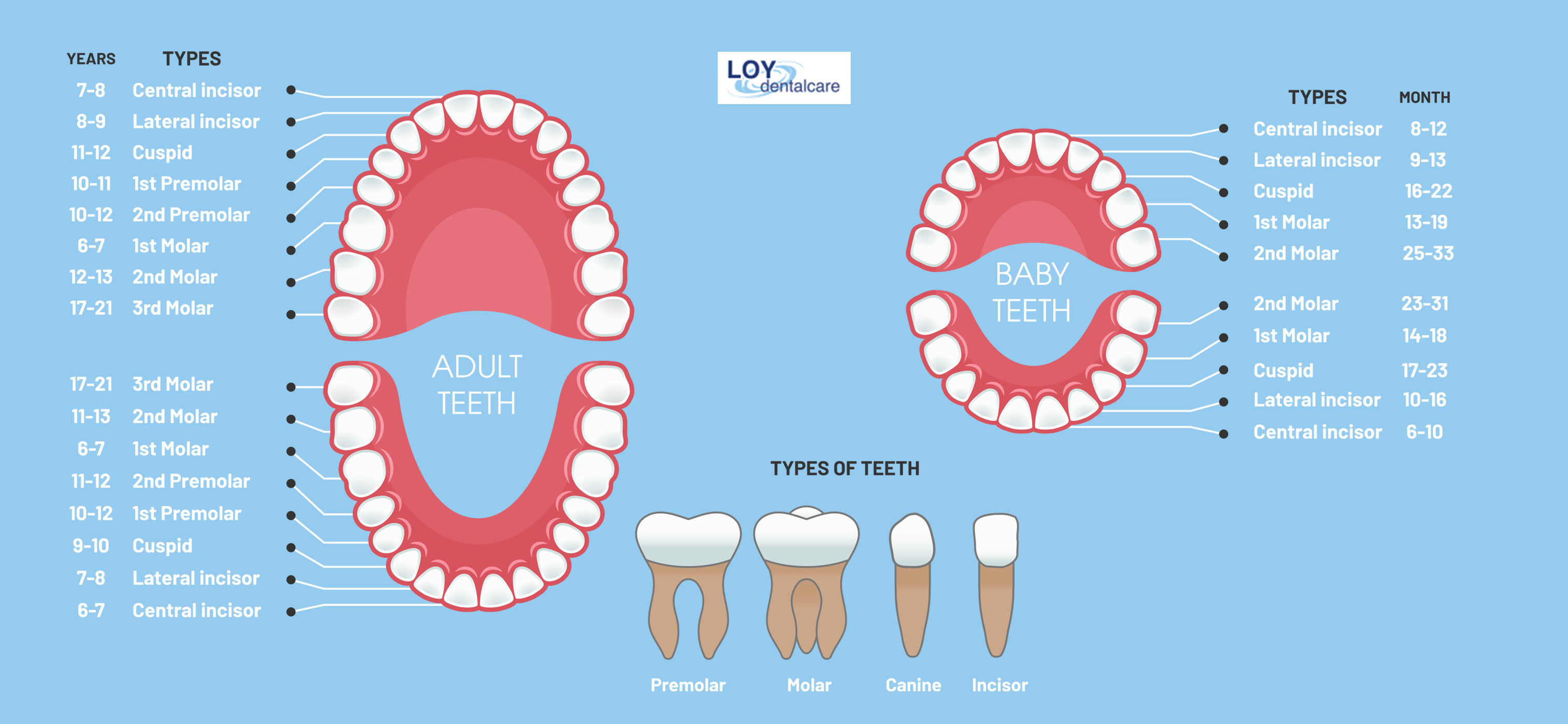 loy dental care in cookstown branded diagram of adult and childrens different tooth types